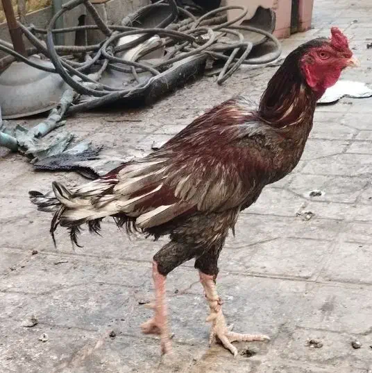 خروس و دوتا مرغ|حیوانات مزرعه|چابهار, |دیوار