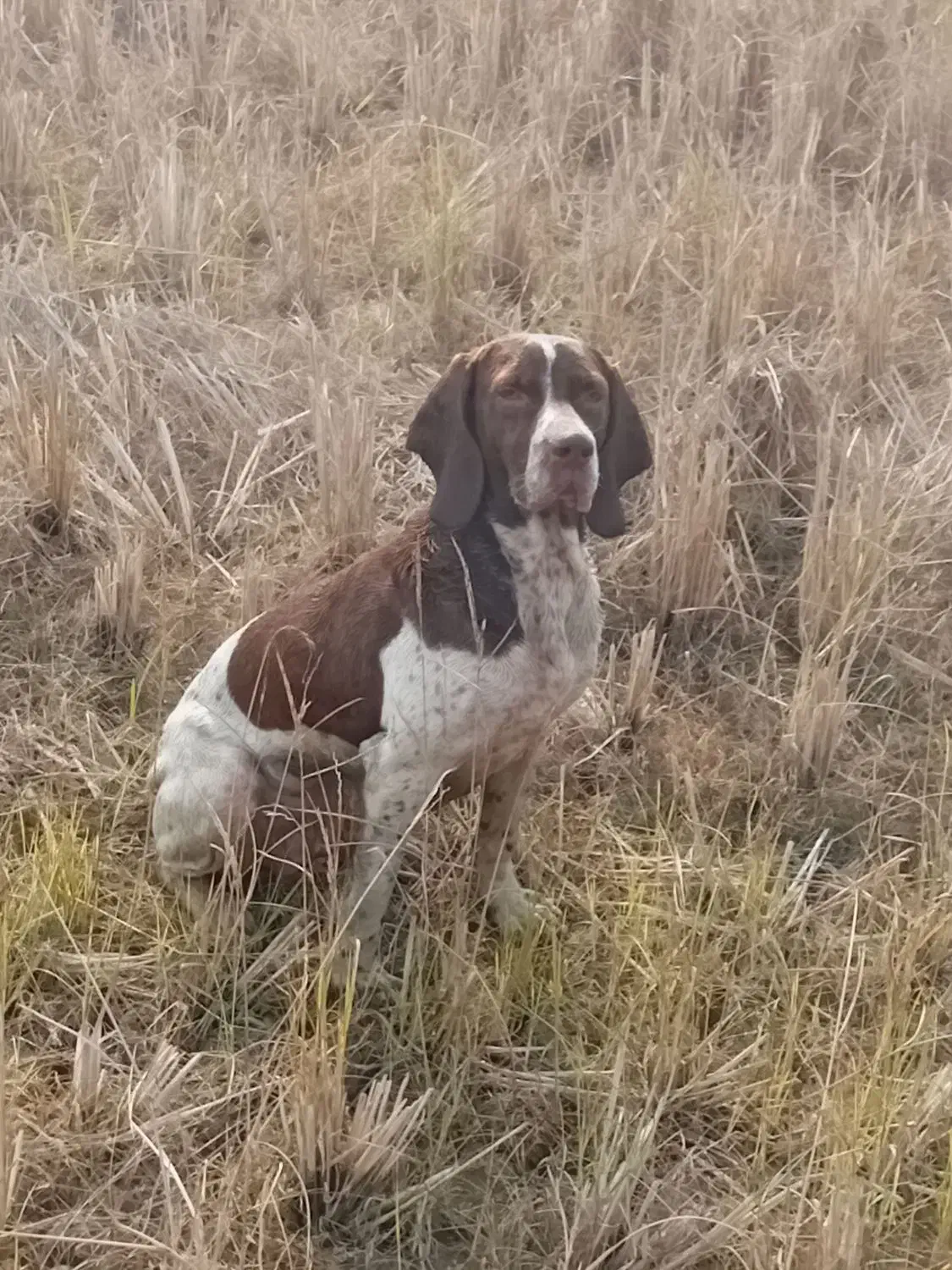 سگ شکاری پویینتر|سگ|چاف و چمخاله, |دیوار