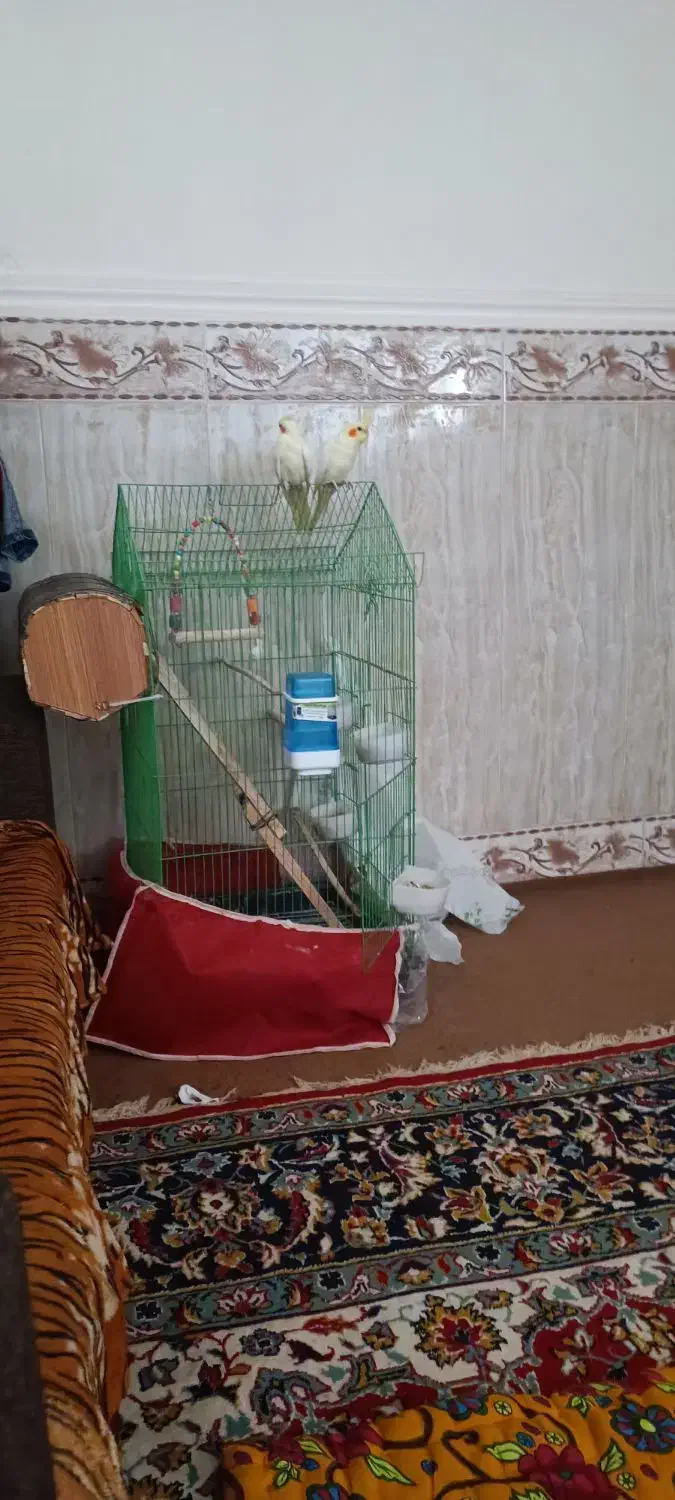 عروس هلندی|پرنده|قشم, |دیوار