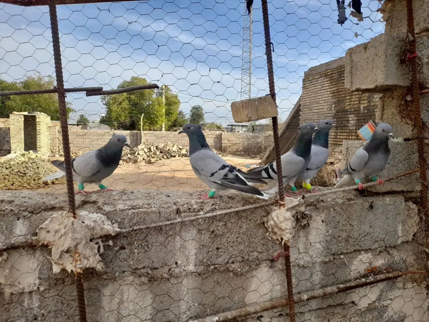 سبز دمسفید|پرنده|سوسنگرد, |دیوار