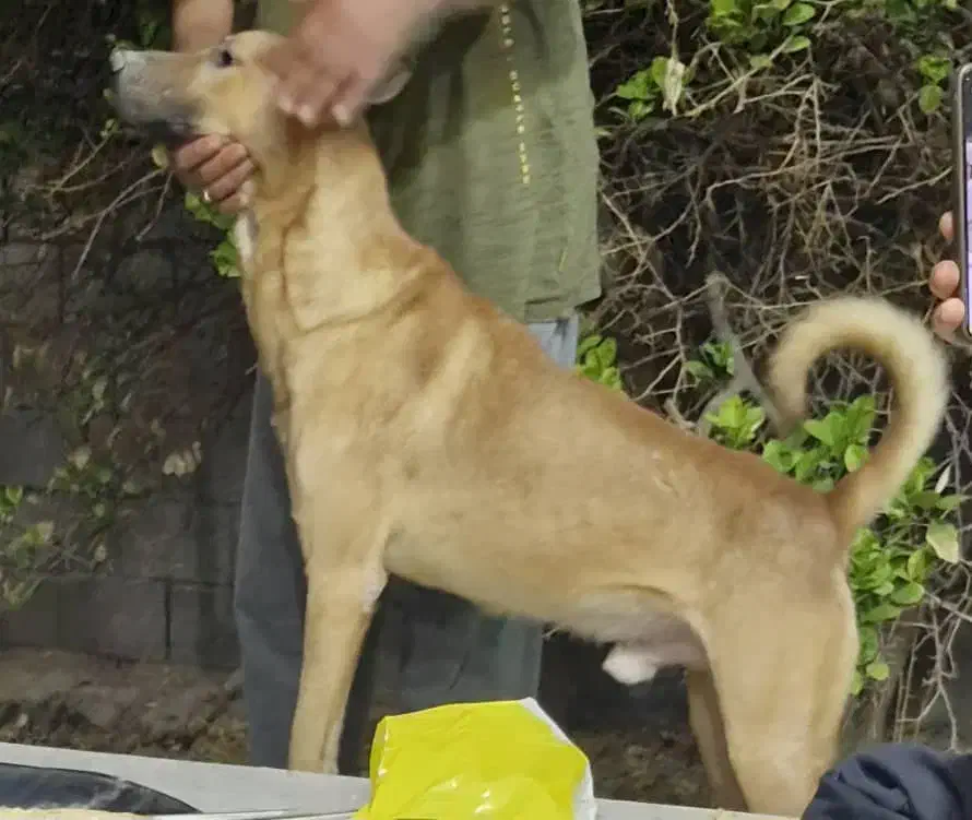 سگ باهوش ونگهبان|سگ|بندرعباس, |دیوار