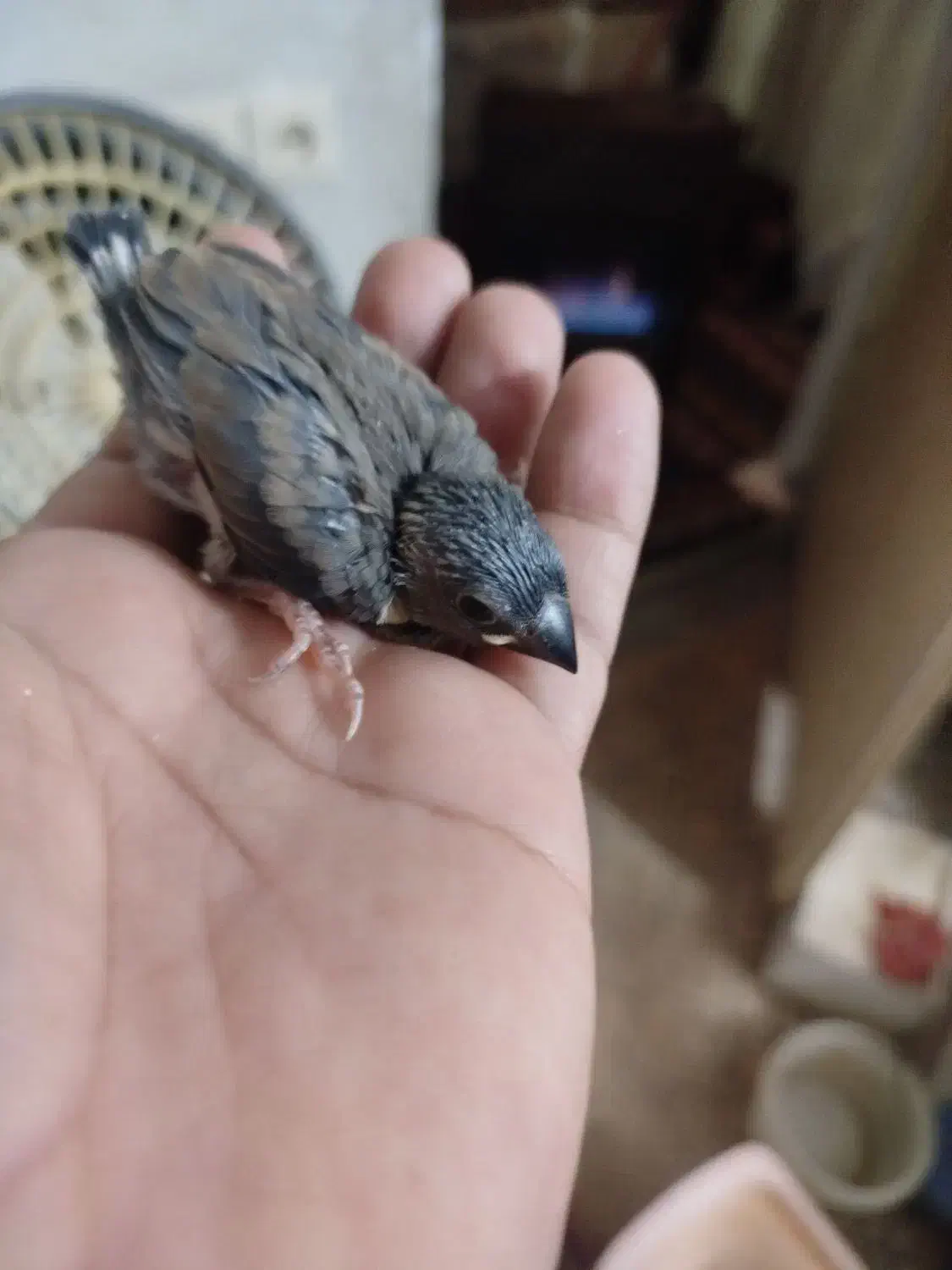 جوجه فنچ بلبلی|پرنده|بندر امام خمینی, |دیوار