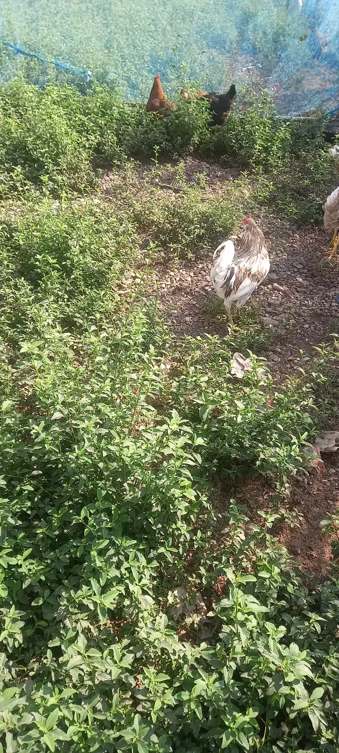 خروس گلین زیبا|حیوانات مزرعه|رشت, آزادگان|دیوار