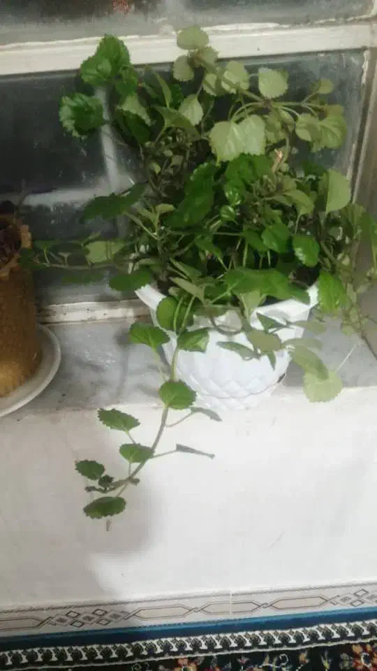 چنتا گل طبیعی به قیمت  2000 به فروش میرسد|گل و گیاه طبیعی|یاسوج, |دیوار