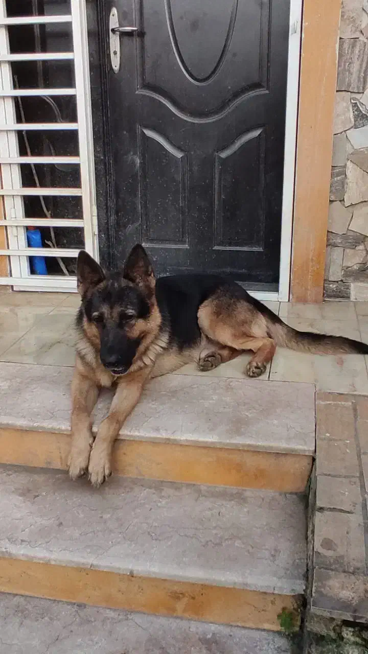 ژرمن ماده 18ماهه معاوضه|سگ|رباطکریم, شهرستانک|دیوار