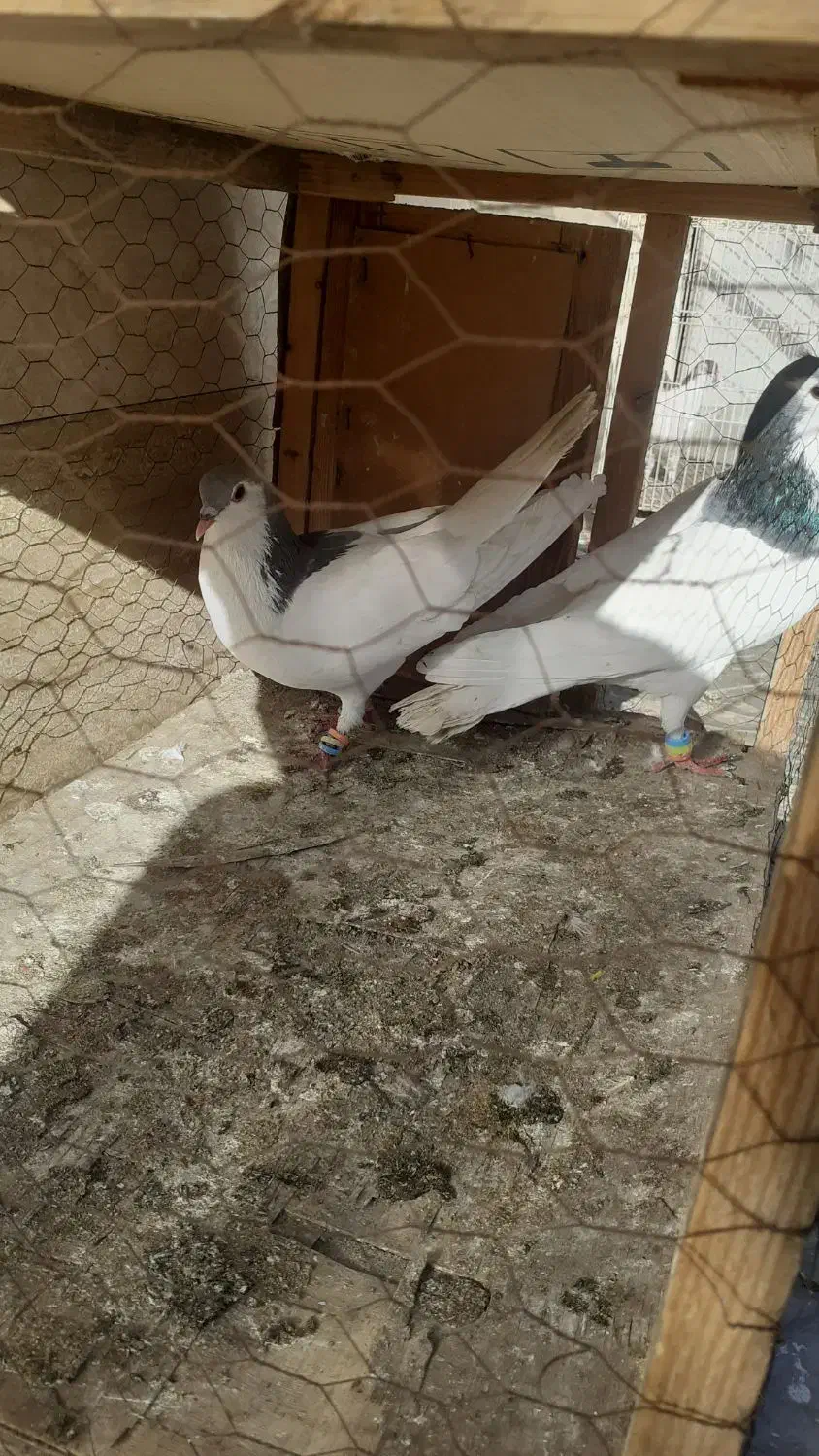 پرنده|پرنده|مشهد, شهرک مطهری|دیوار