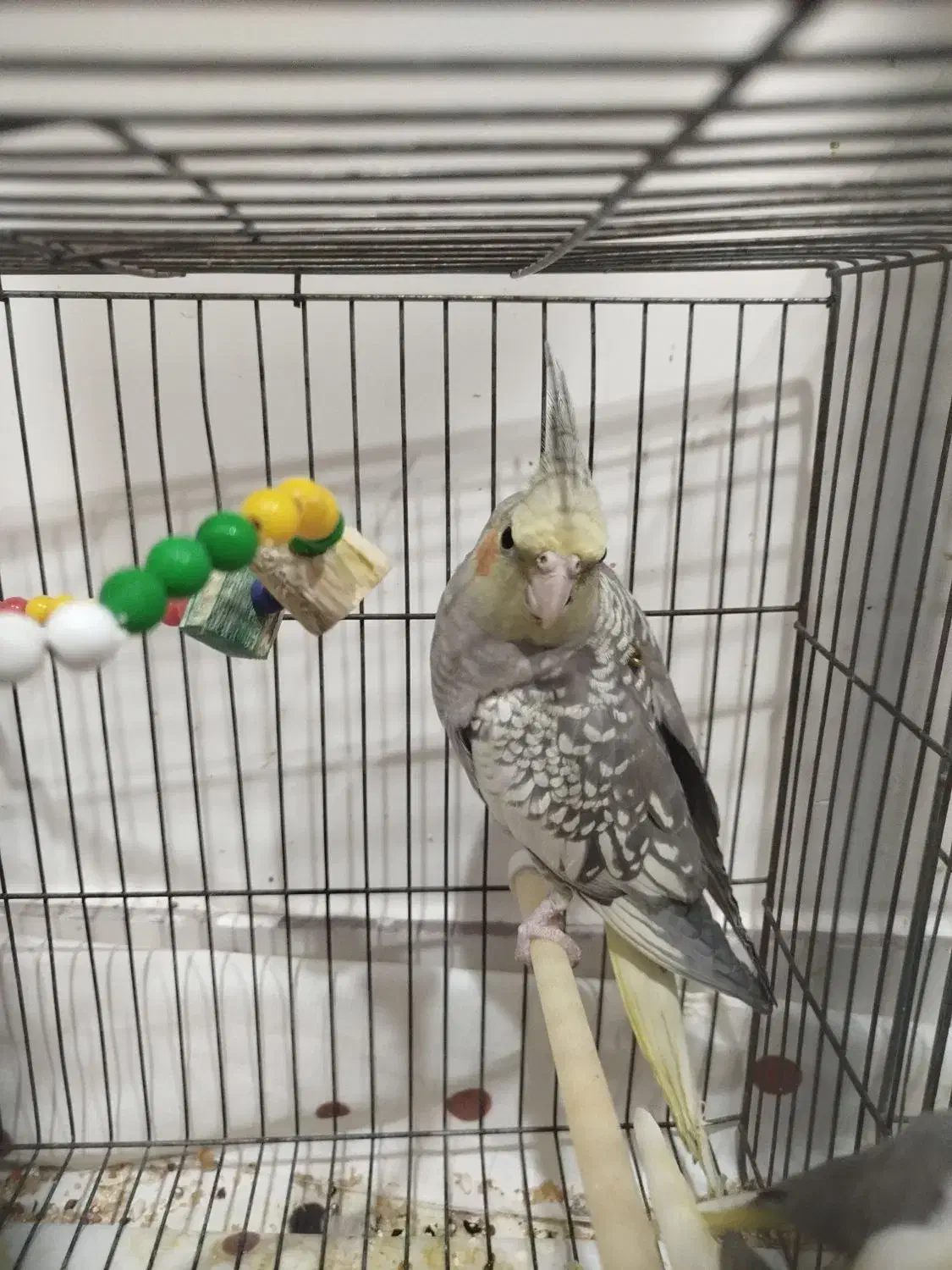 جوجه عروس هلندی|پرنده|ایذه, |دیوار