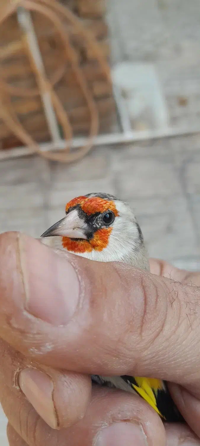 سهره دورگ آس|پرنده|پاکدشت, پاکدشت (مامازند)|دیوار