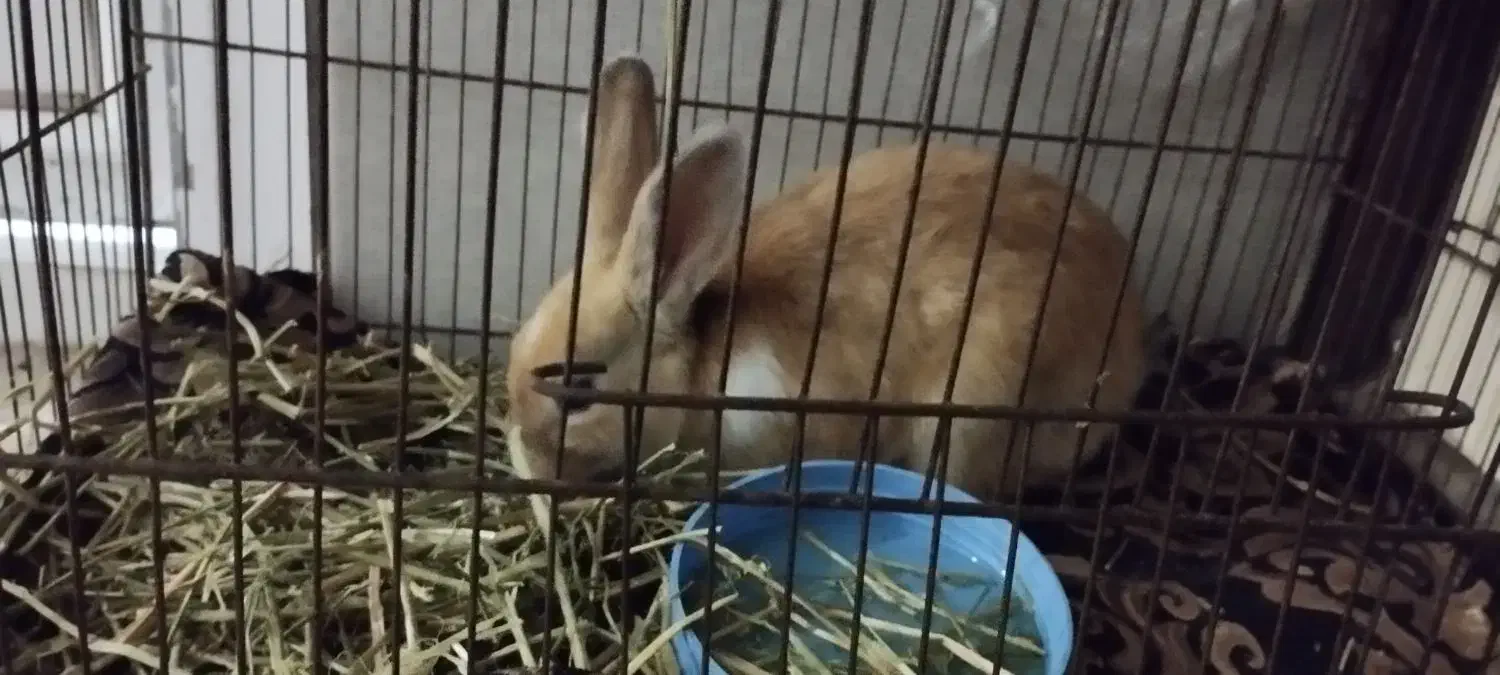 خرگوش سالم سرحال|موش و خرگوش|دورود, |دیوار