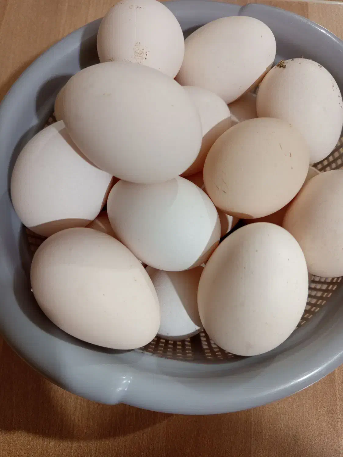 تخم مرغ محلی|خوردنی و آشامیدنی|رفسنجان, |دیوار