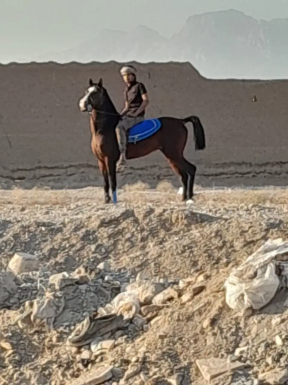 نریون کرد|اسب و تجهیزات اسب‌سواری|مهریز, |دیوار