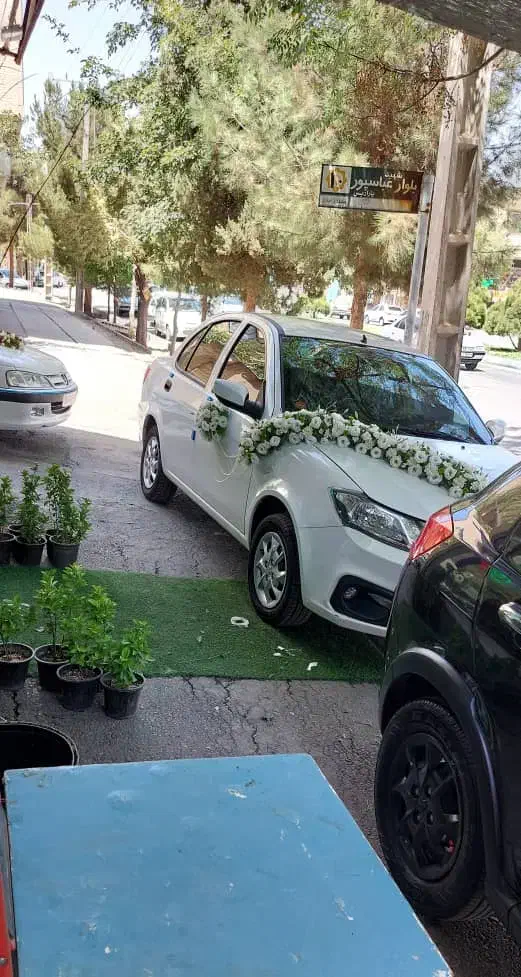 گل سفید(دیزاین زیبا)|گل و گیاه طبیعی|کرمان, |دیوار