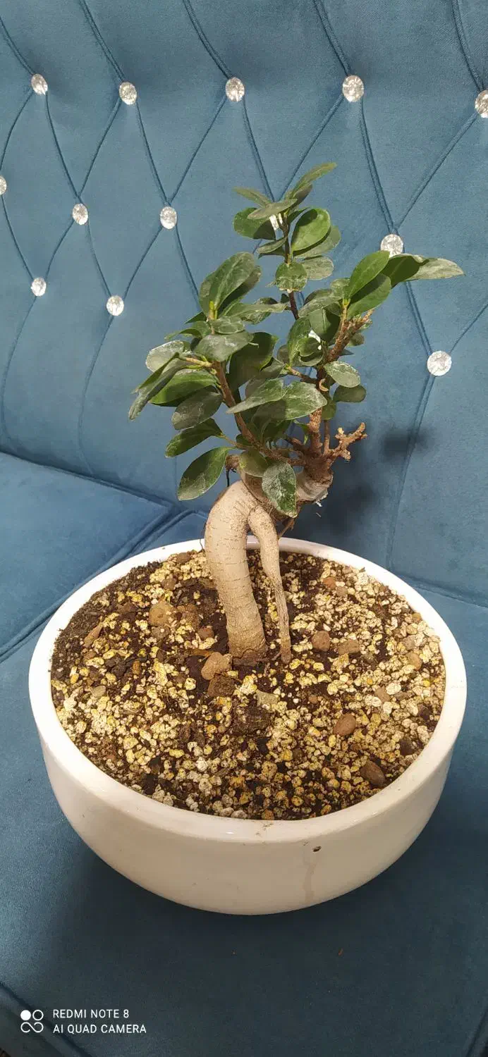 گیاه بونسای جنسینک|گل و گیاه طبیعی|شهریار, شهرک وائین|دیوار