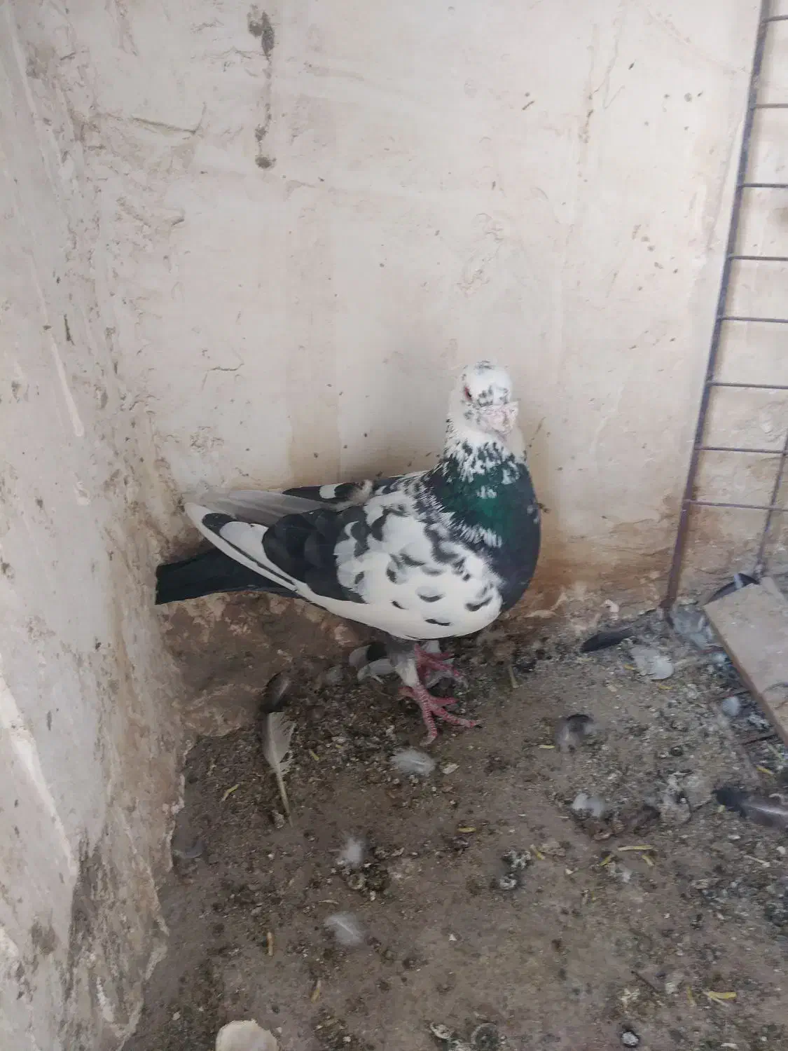 نر سوسکی سیاه|پرنده|بیرجند, |دیوار