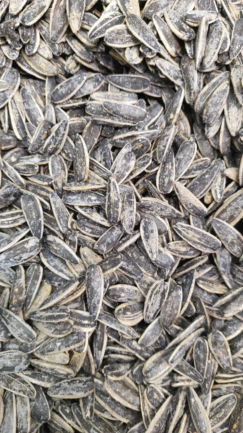 پخش عمده تخمه آفتابگردان و کدو|خوردنی و آشامیدنی|نظرآباد, نظرآباد|دیوار