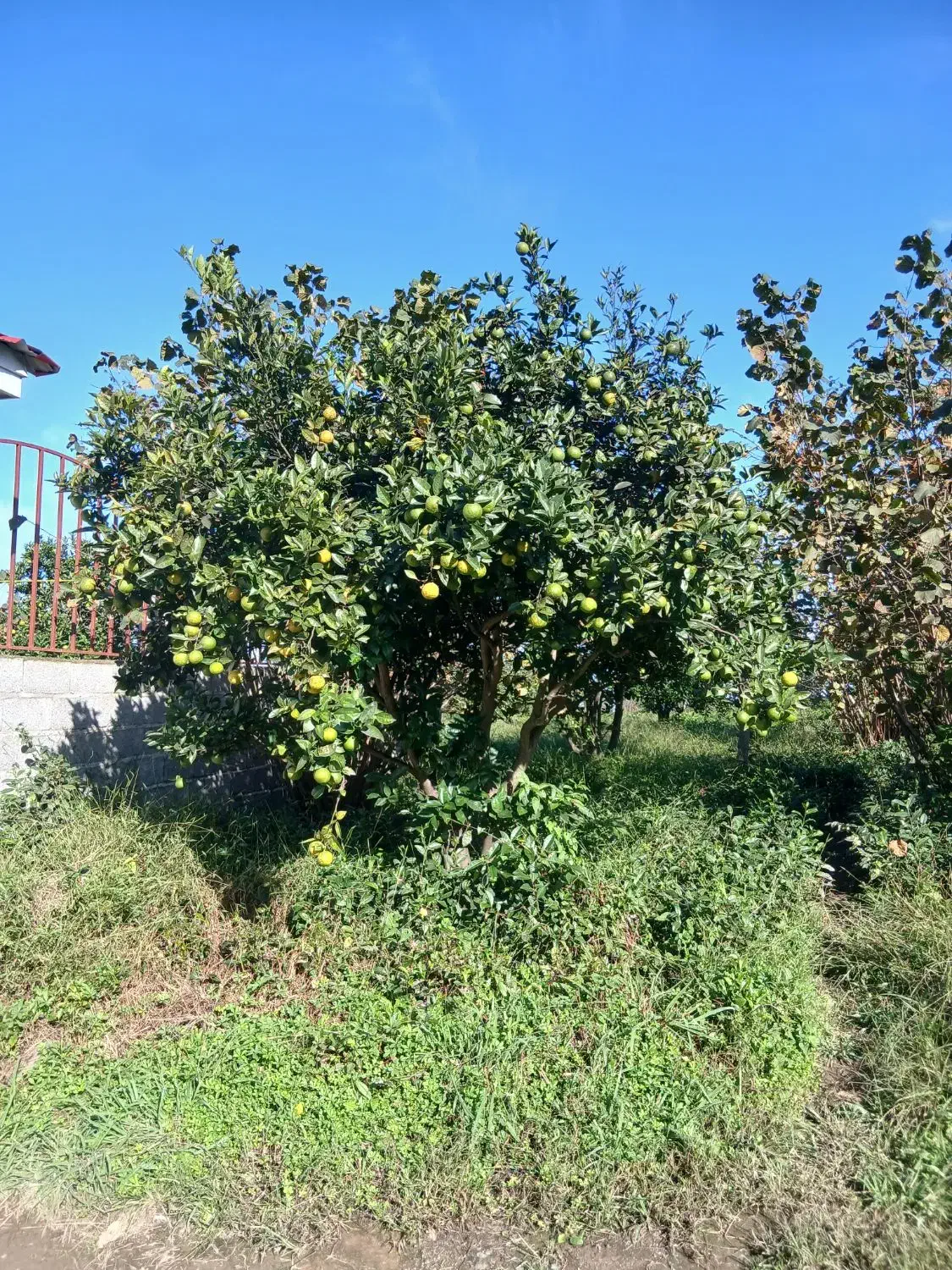 درخت پرتقال زمینی|گل و گیاه طبیعی|رحیم‌آباد, |دیوار