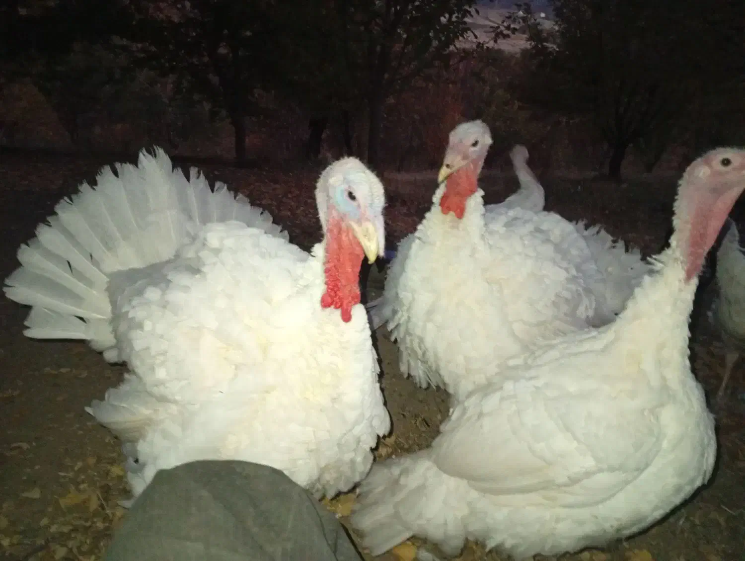 فروش بوقلمون|حیوانات مزرعه|سنندج, |دیوار