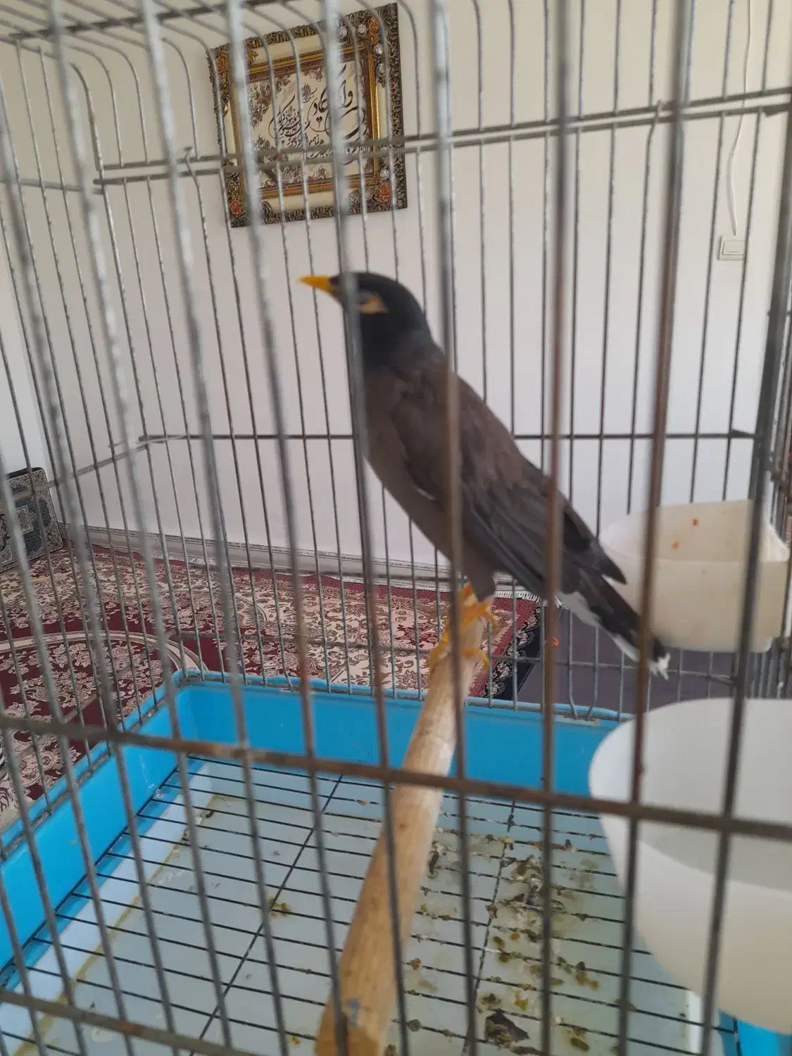 مینا سخنگو|پرنده|صحنه, |دیوار