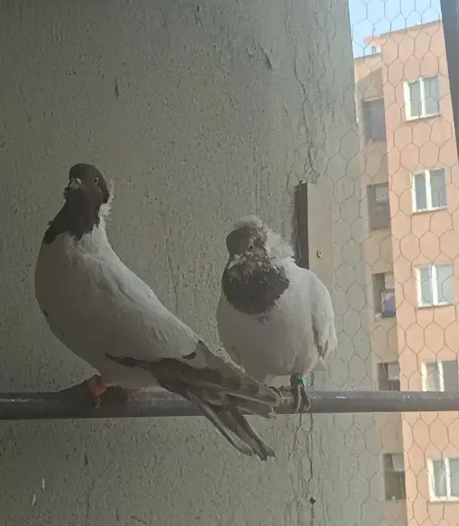 کبوتر پرنده|پرنده|محمدیه-قزوین, |دیوار