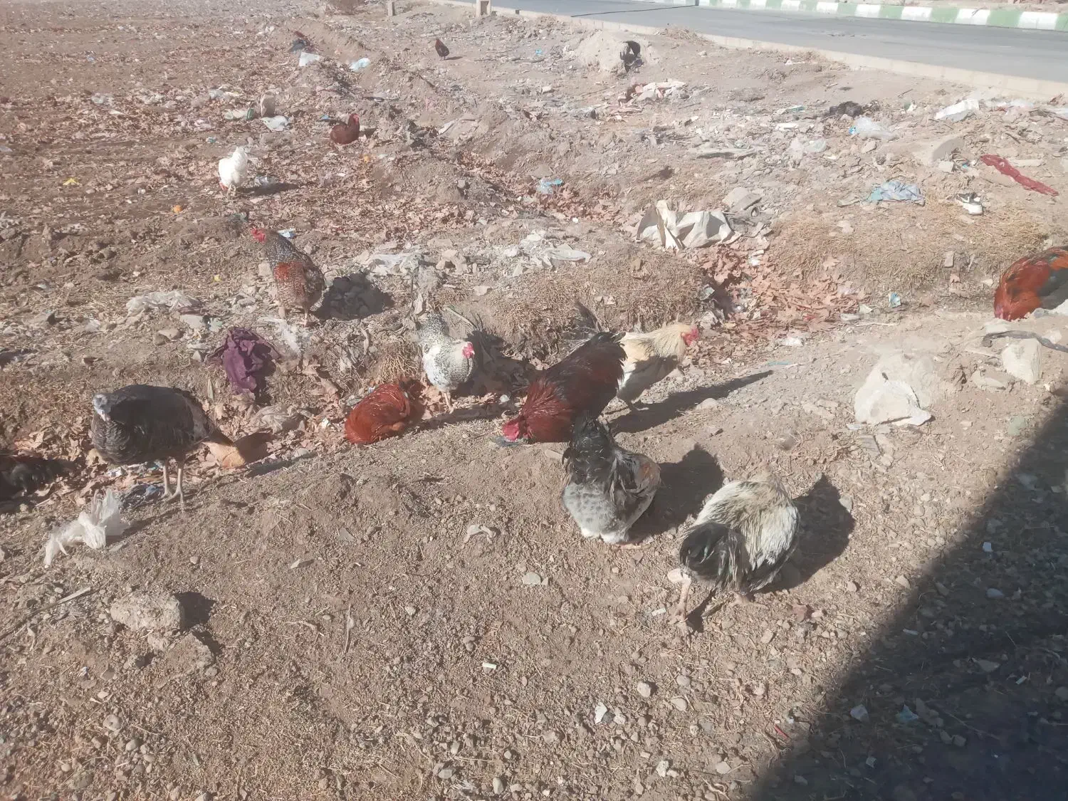 خروس|حیوانات مزرعه|نظرآباد, رسالت|دیوار