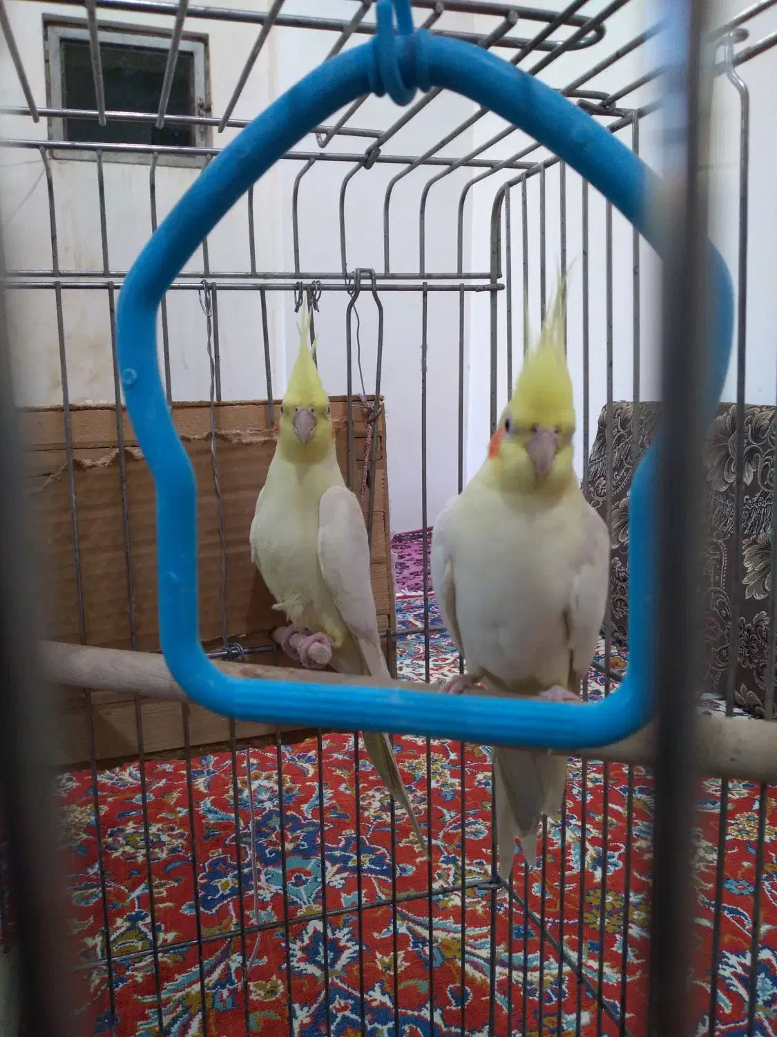 عروس هلندی لوتینو|پرنده|دره شهر, |دیوار