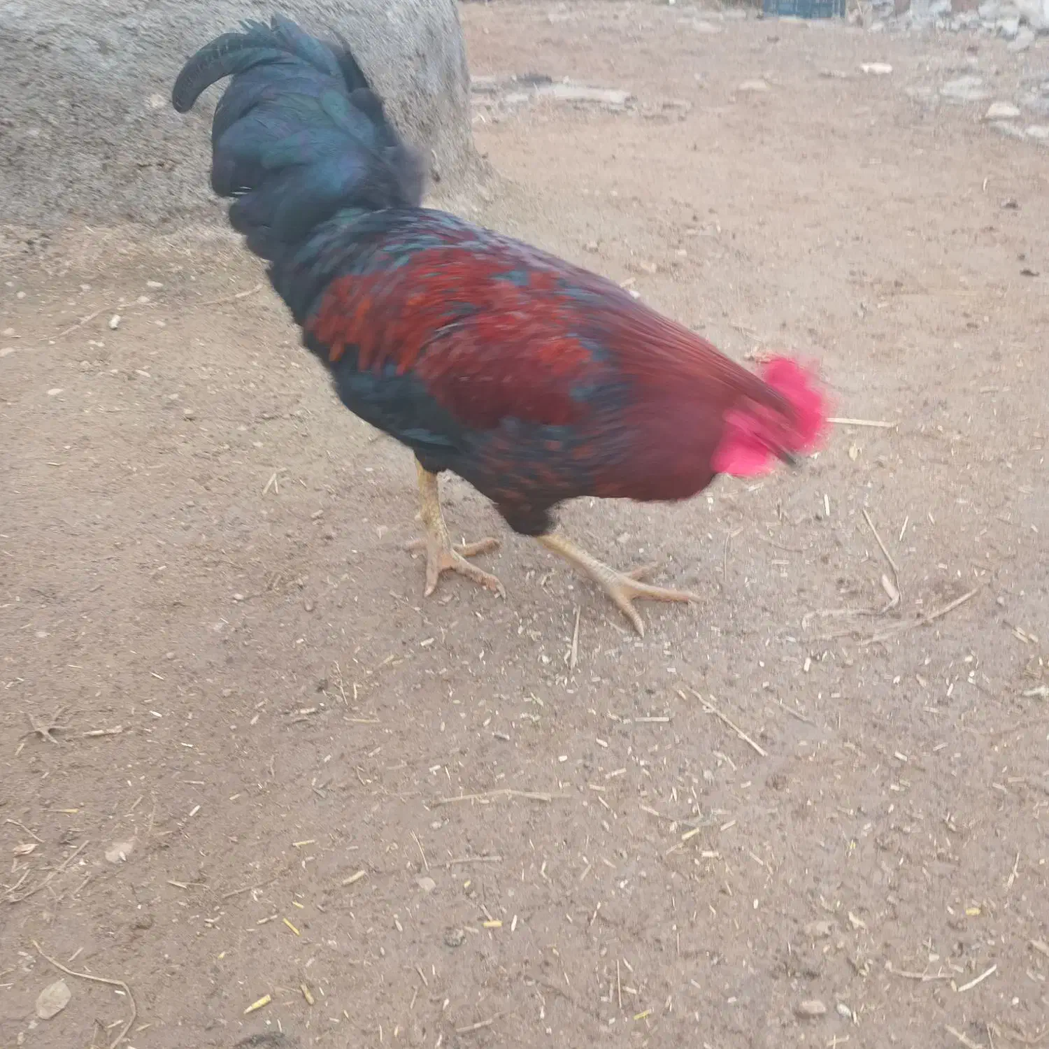 خروس|حیوانات مزرعه|نوشین شهر, |دیوار