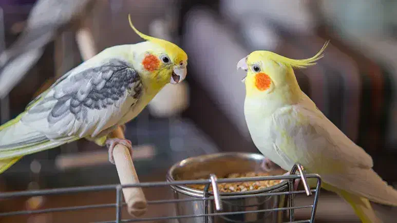 پرنده عروس هلندی|پرنده|فرخ‌شهر, |دیوار