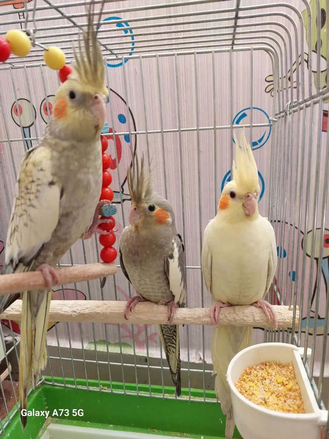 عروس هلندی خوشرنگ لوتینو مرواریدی سینامون دون خور|پرنده|اهواز, کوی جانبازان(دانش)|دیوار