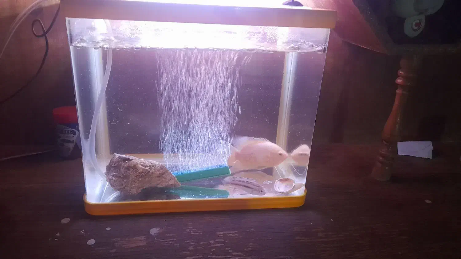 اکواریوم|ماهی|کرمانشاه, |دیوار