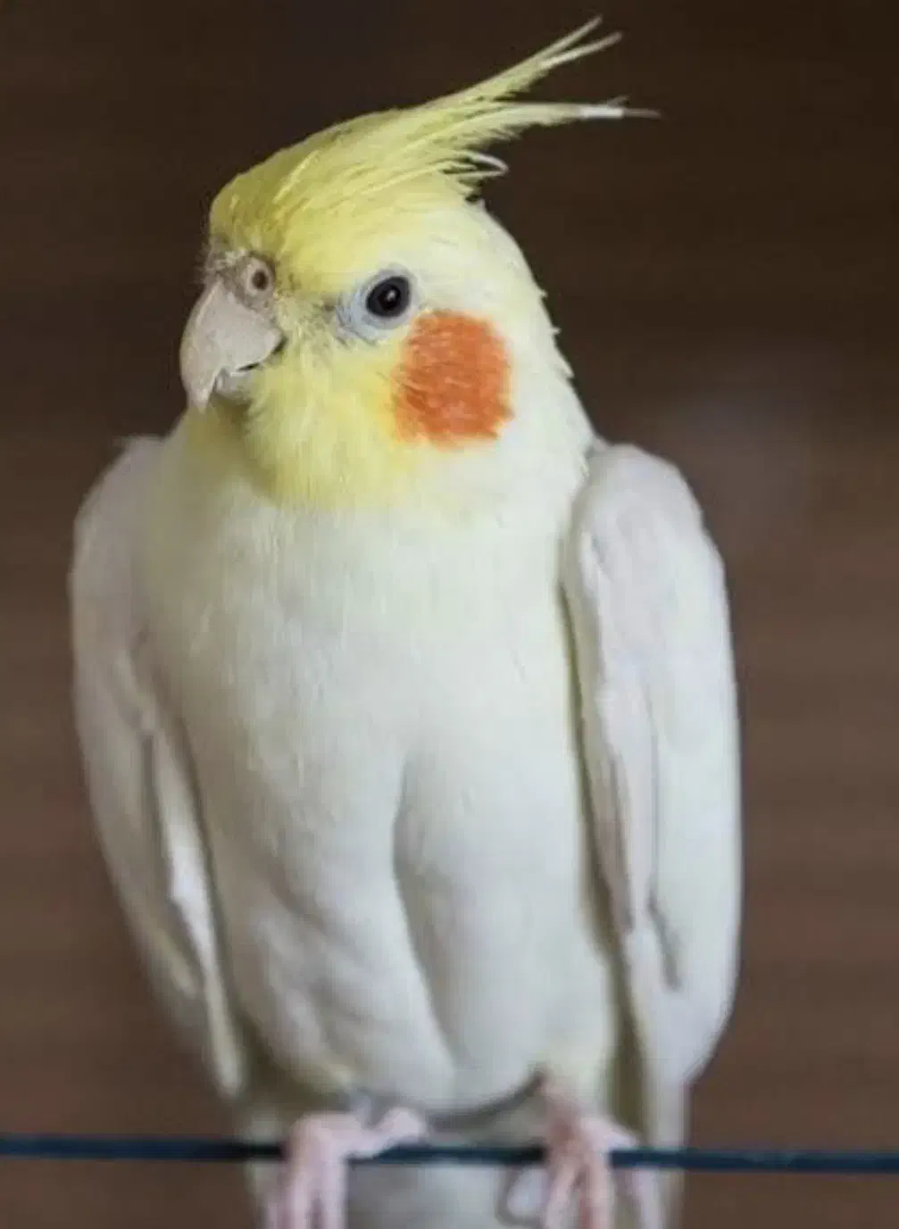 گمشده عروس هلندی|پرنده|سبزوار, هویزه|دیوار