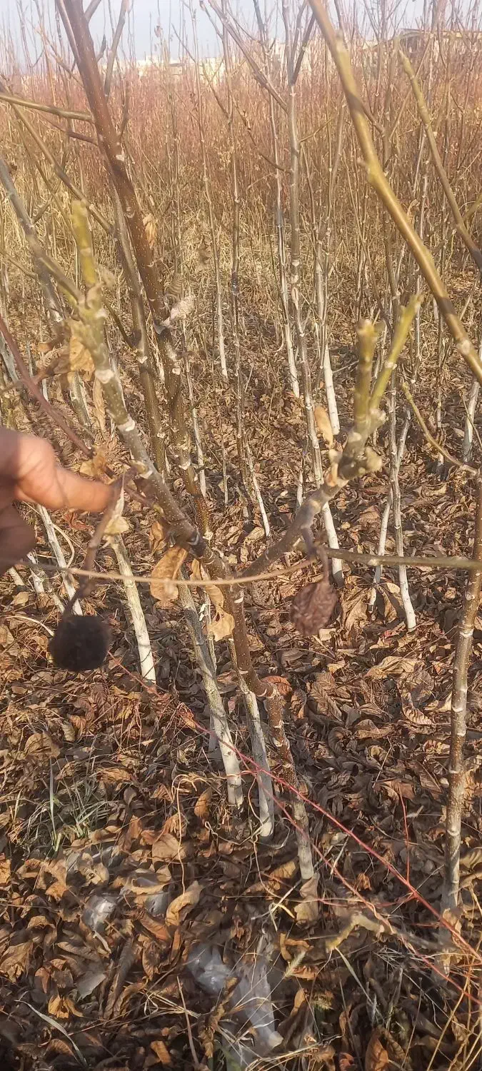 نهالستان محمودی|گل و گیاه طبیعی|محمدیه-قزوین, |دیوار