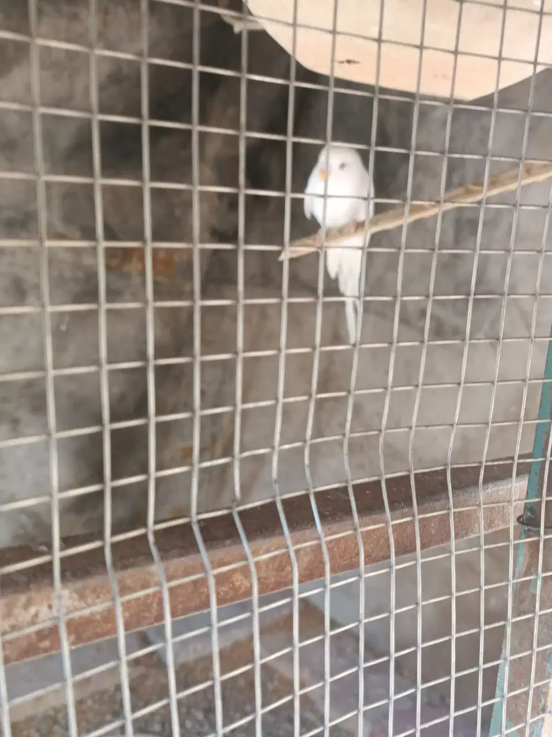 مرغ عشق|پرنده|خاش, |دیوار