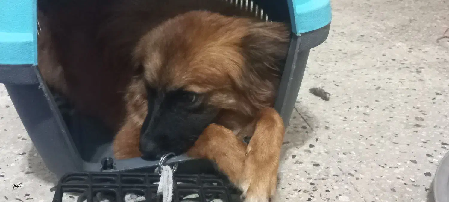 اشمیتز ژرمن|سگ|تهران, تاکسیرانی|دیوار