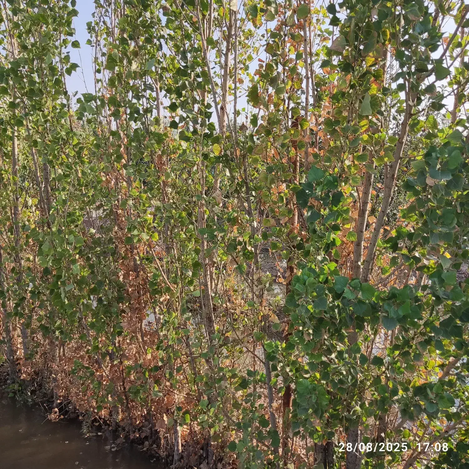 باغچه در منطقه گلدسته|فروش دفتر صنعتی، کشاورزی، تجاری|چهاردانگه (تهران), |دیوار