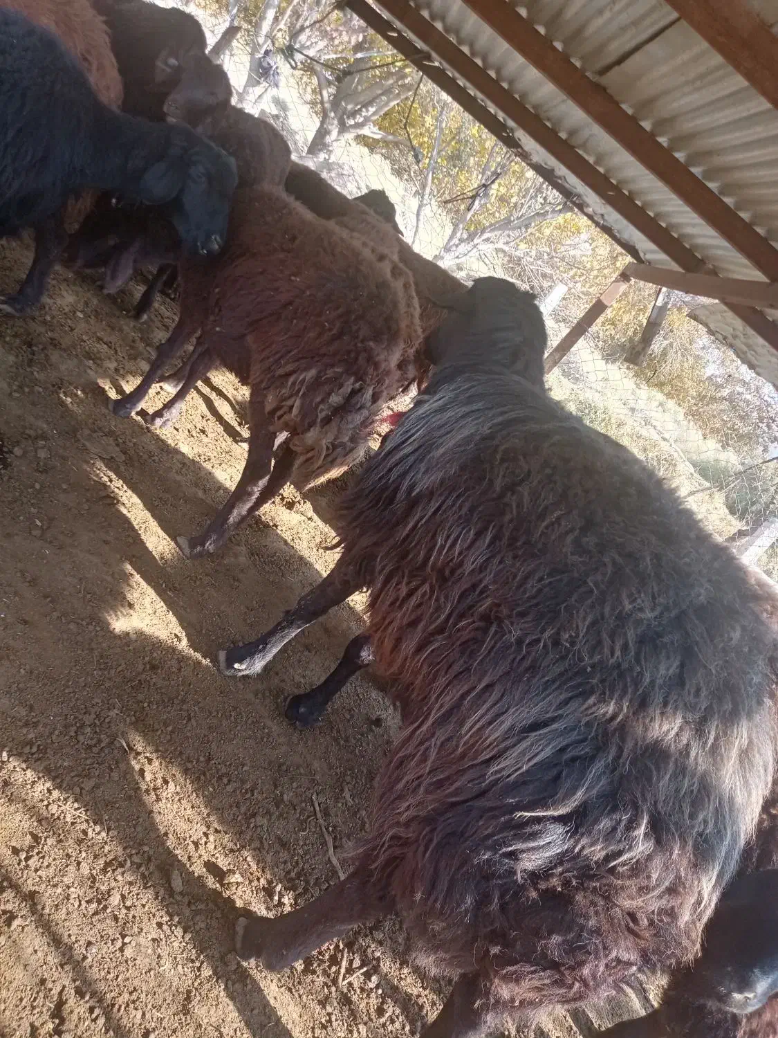 قوچ دامازلیخ|حیوانات مزرعه|بناب, |دیوار