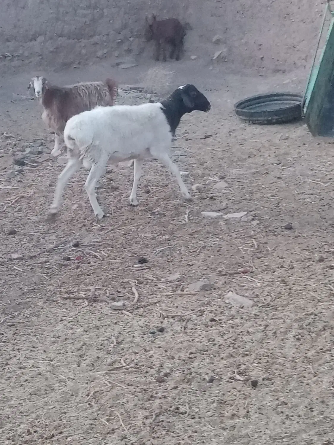 فروش شیشک قوچی و بز|حیوانات مزرعه|سرایان, |دیوار