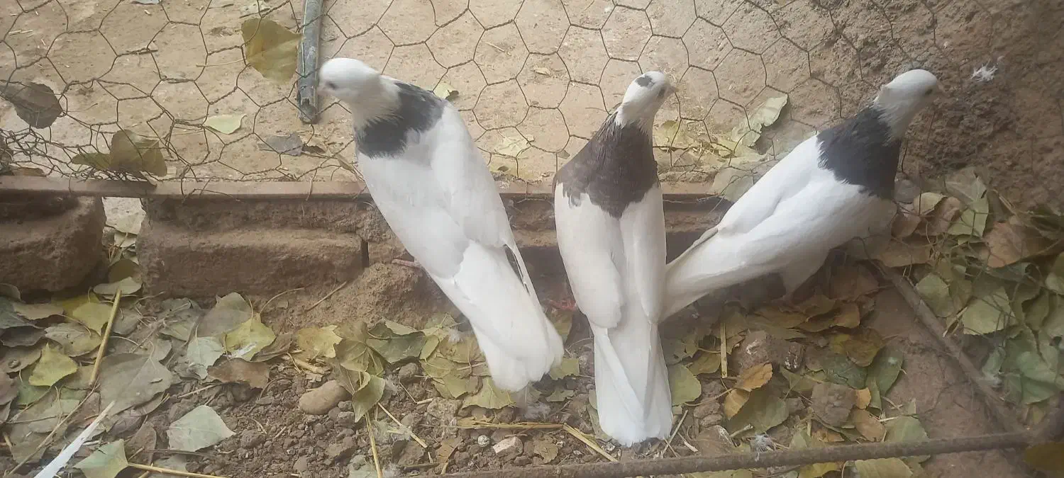 معاوضه طوقی با جوجه نامه بر|پرنده|اسدآباد, |دیوار