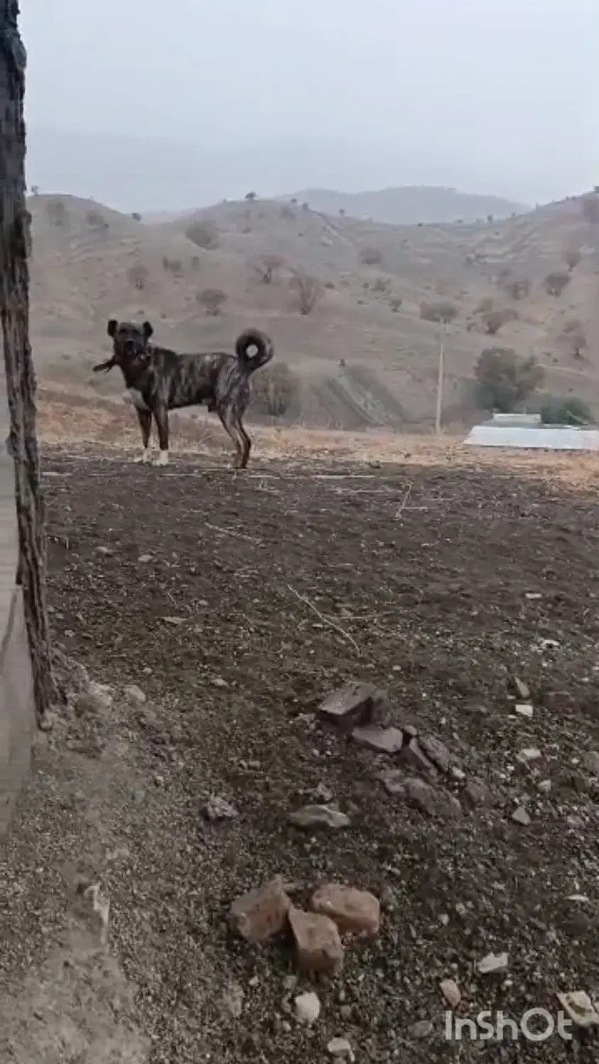 مژدگانی|حیوانات|معمولان, |دیوار