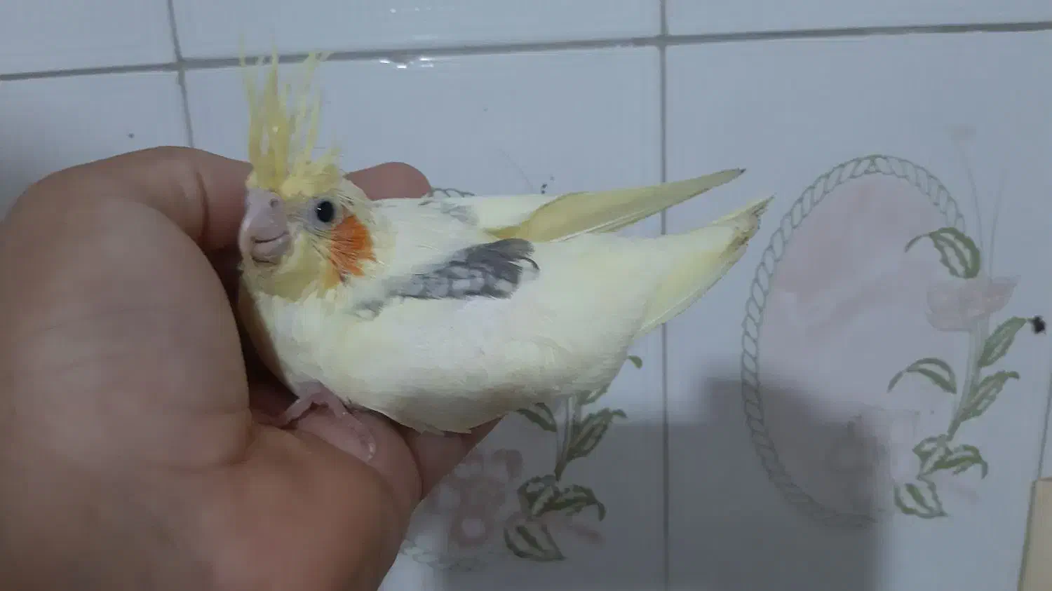 جوجه عروس دوکت لوتینو|پرنده|ساری, |دیوار