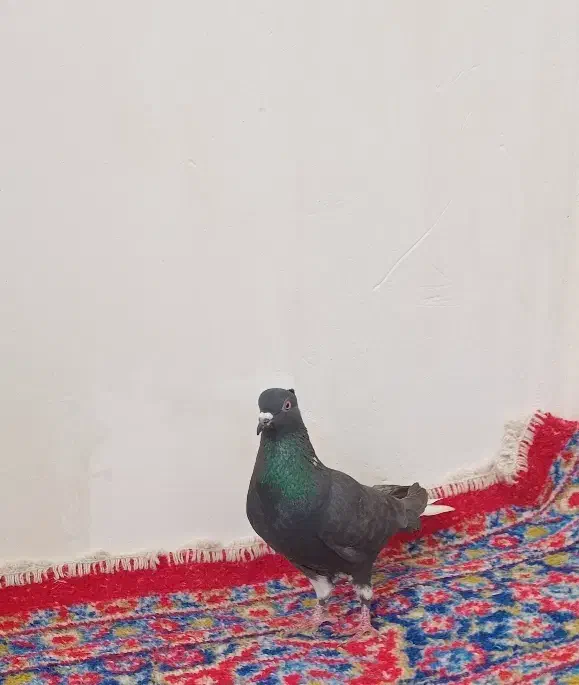 کبوتر|پرنده|شیروان (خراسان), |دیوار