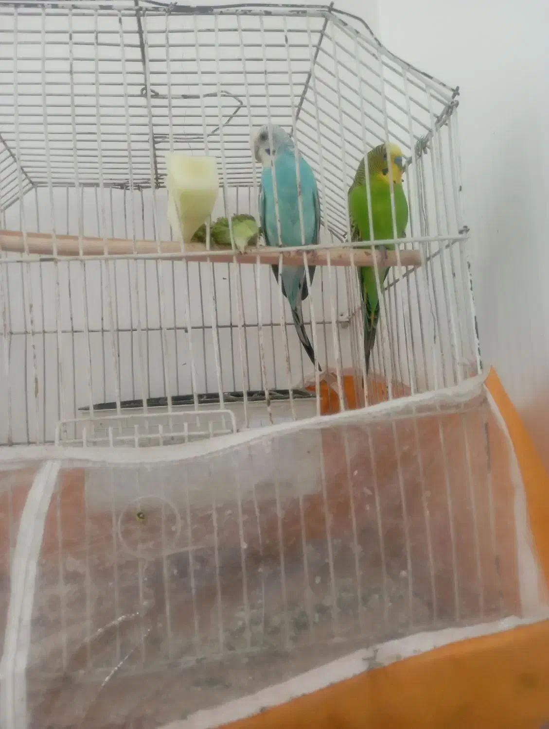 مرغ عشق|پرنده|مرودشت, فرهنگ|دیوار