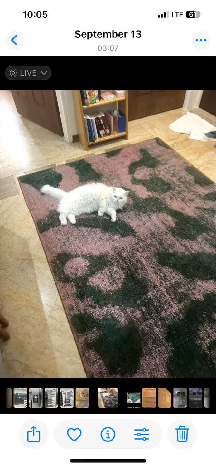 فرش روستیک دستبافت ۴ متری و۱۲ متری|فرش|کیش, |دیوار