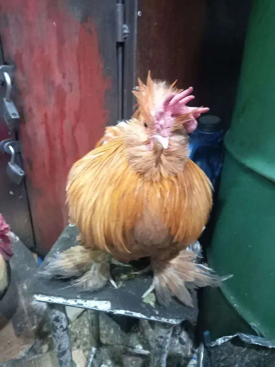 خروس برهما پا پر|حیوانات مزرعه|تهران, تهرانسر غربی|دیوار