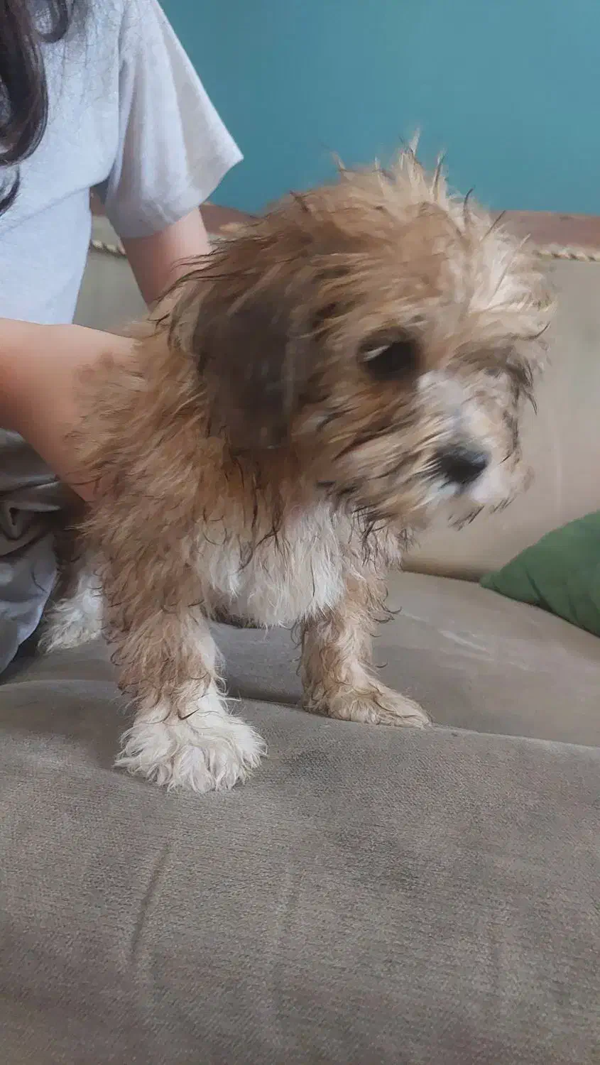 سگ پودل|سگ|اراک, |دیوار