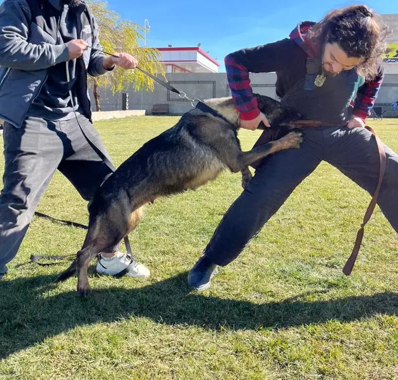 مربی سگ و پانسیون خانگی|خدمات آموزشی|رشت, گلسار|دیوار