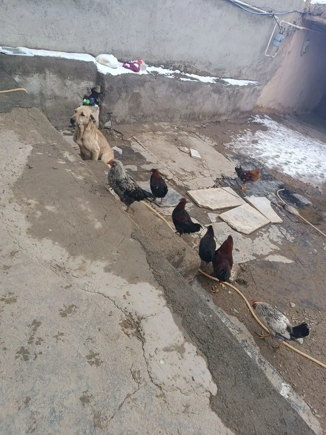 سگ دورگه|سگ|چهاردولی, |دیوار