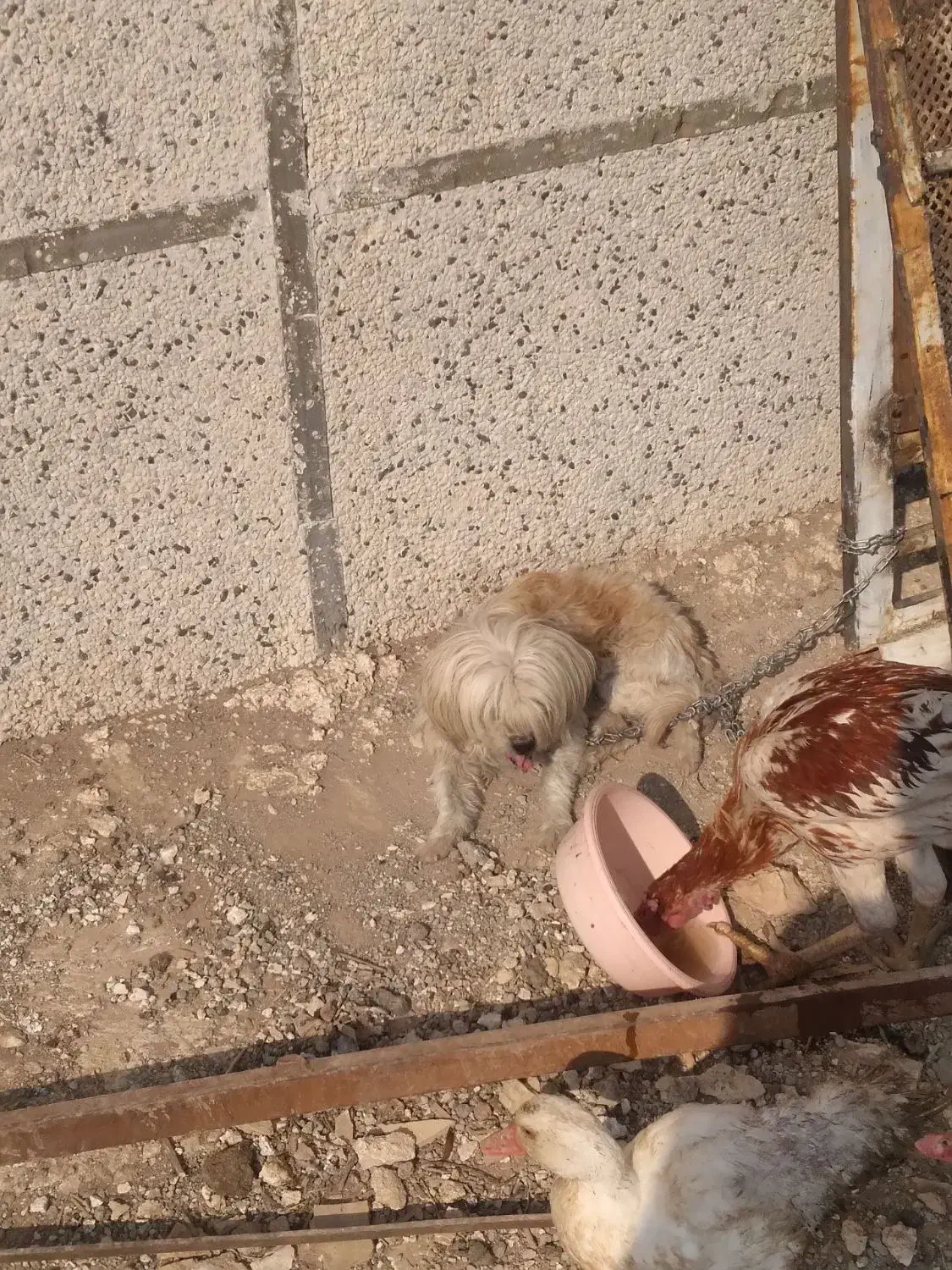 سگ پا کوتا ماده.|سگ|بشاریات, |دیوار