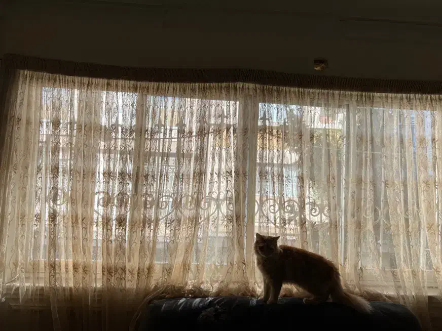 پرده پذیرایی|پرده، رانر، رومیزی|رشت, دیلمان|دیوار