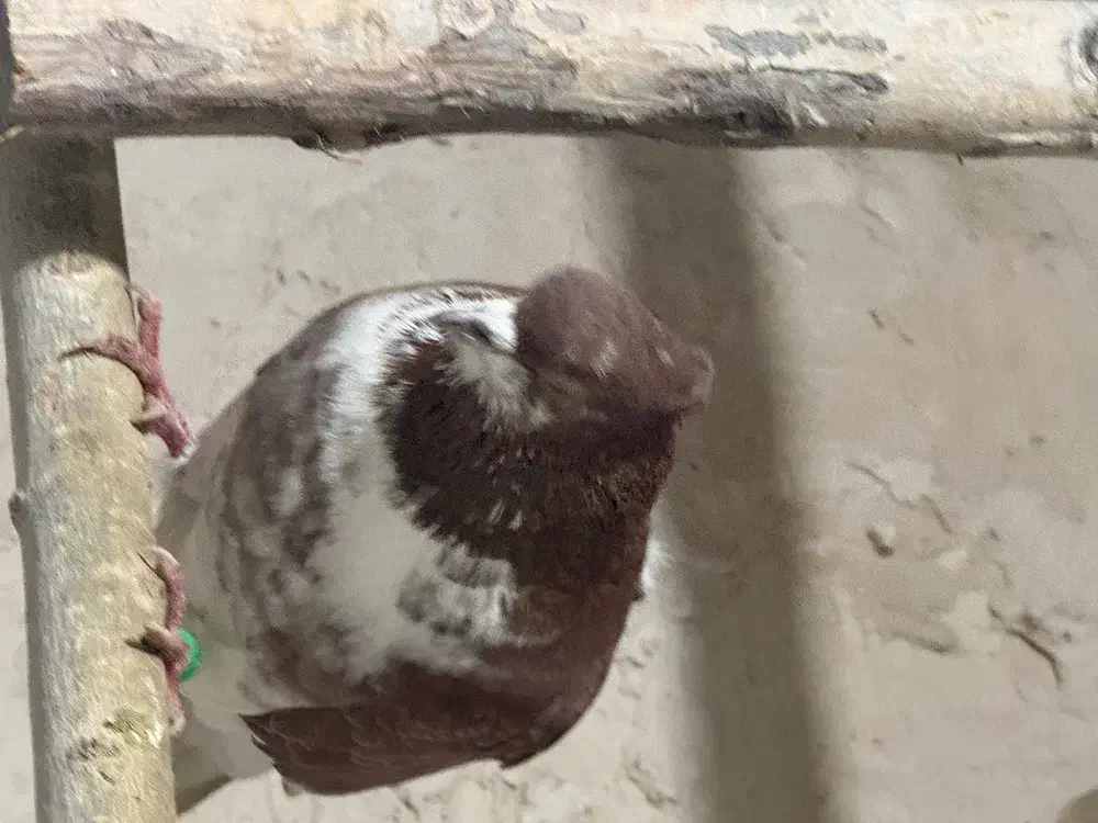 کفتر پرشی|پرنده|قره قوین, |دیوار