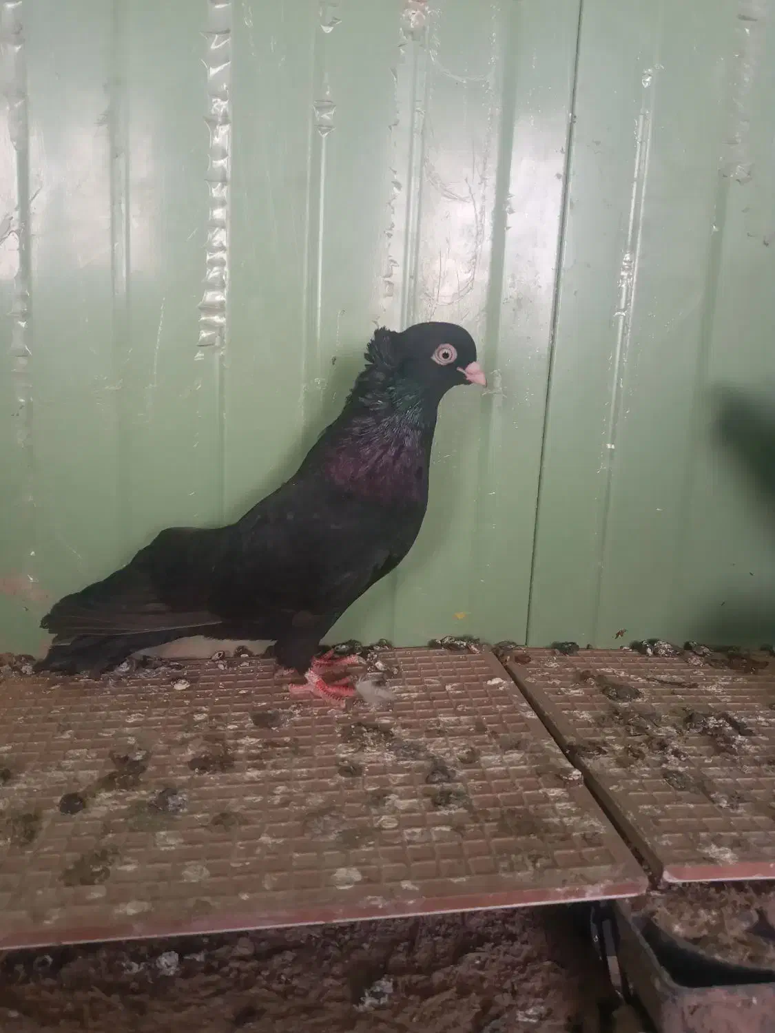 کبوتر زاغ آبادانی|پرنده|اهر, |دیوار